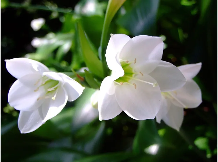 Eucharis