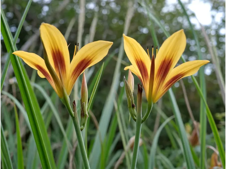 hemerocallis bonanza