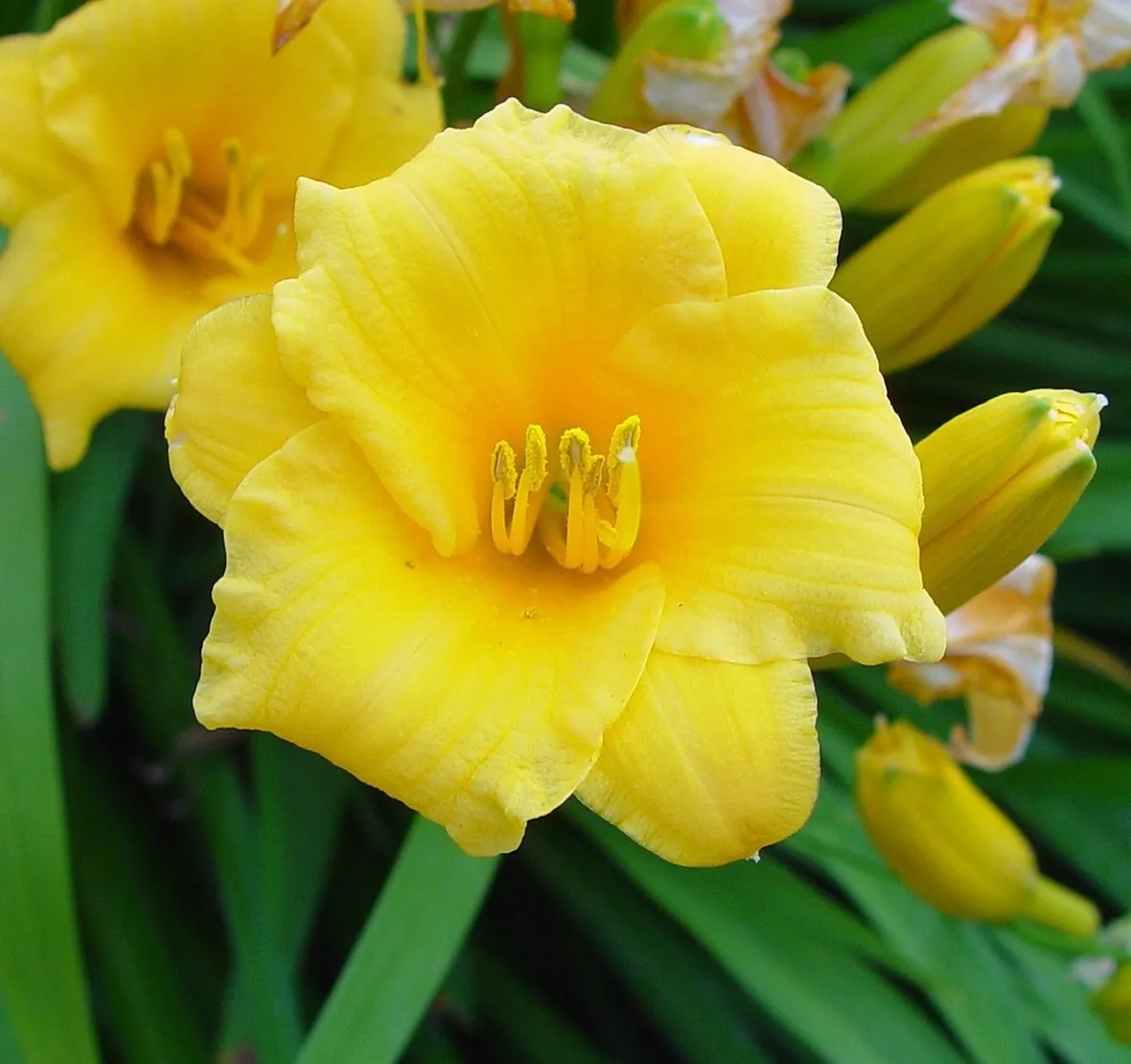 hemerocallis giallo