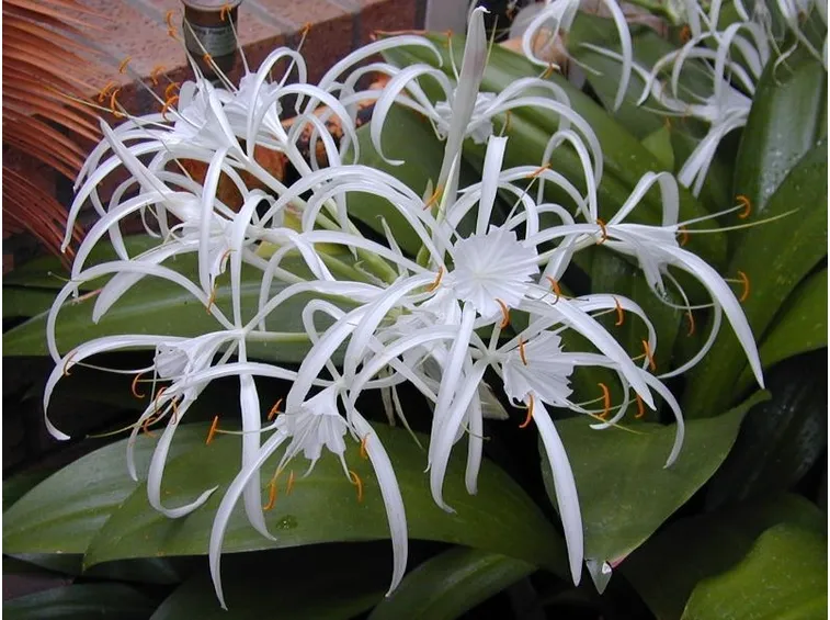 Hymenocallis