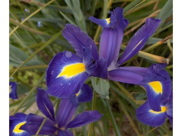 Iris 
