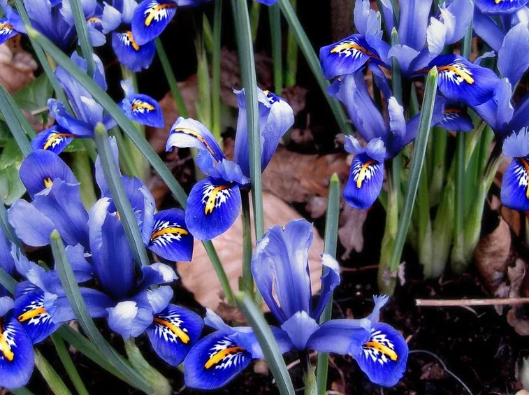 iris reticulata