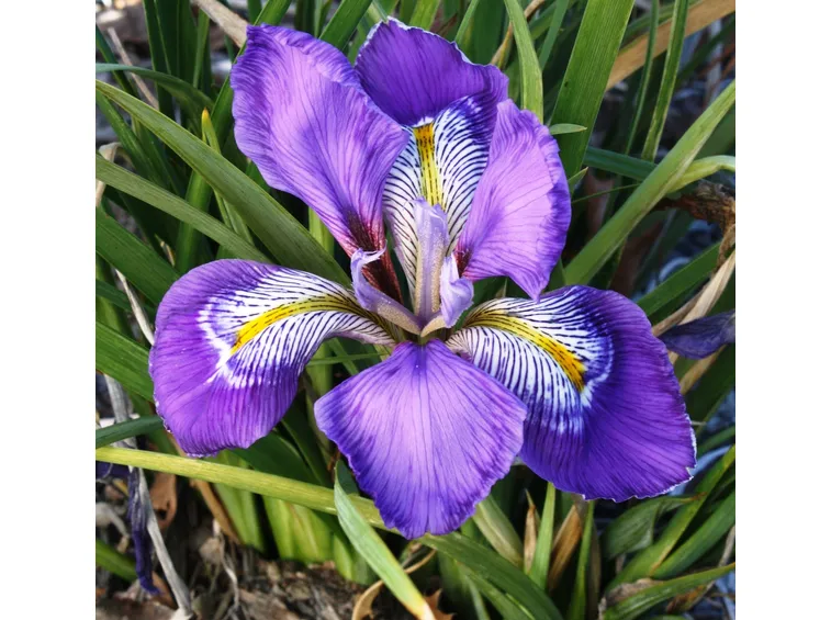 Iris 