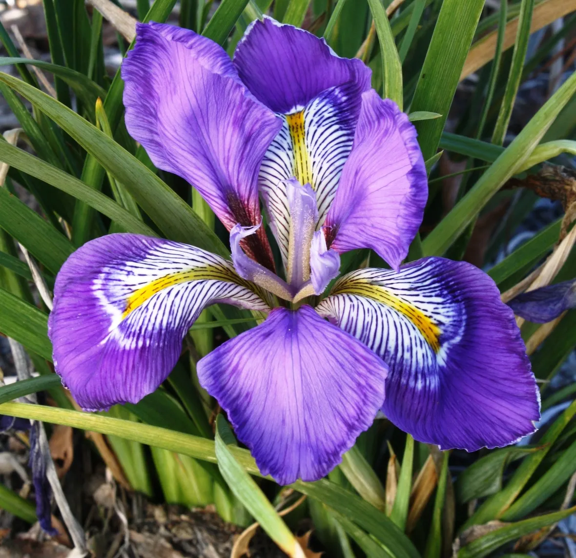 Iris 