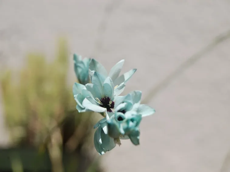ixia pianta
