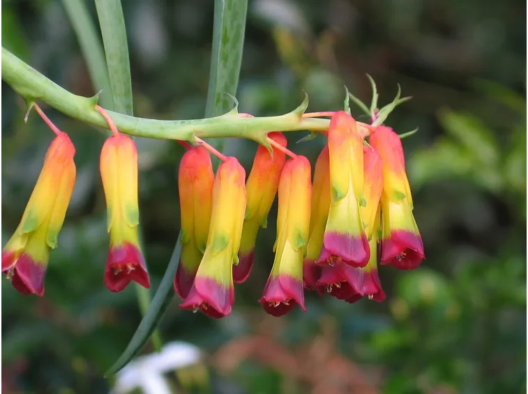 Lachenalia