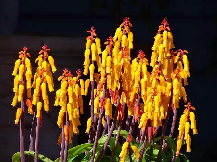 pianta di lachenalia
