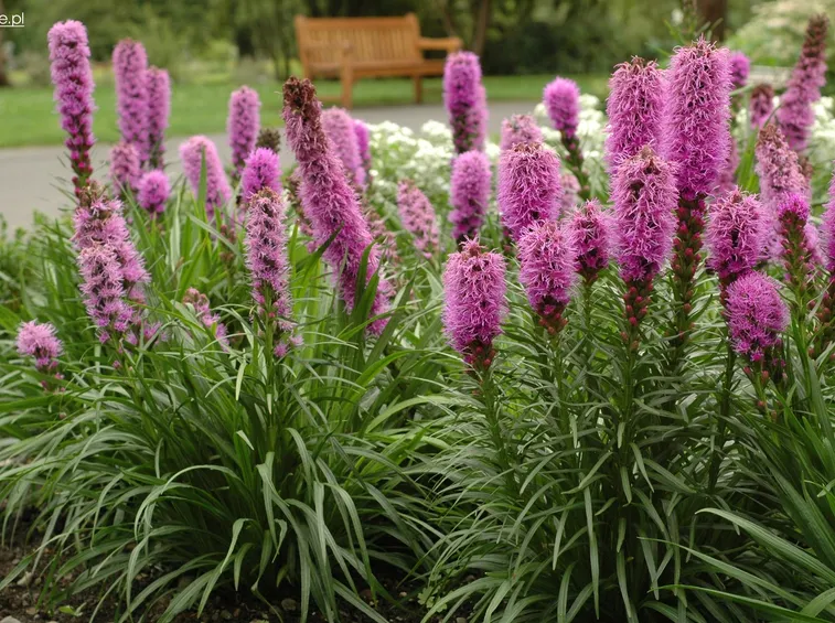 liatris spicata
