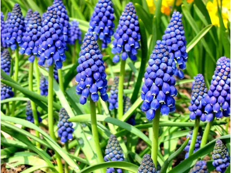 muscari