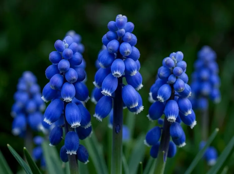 muscari