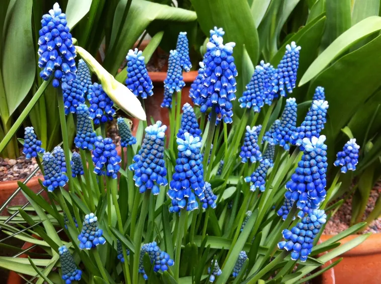 cipollaccio fiore