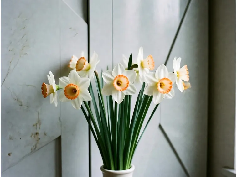 narcissus flower record