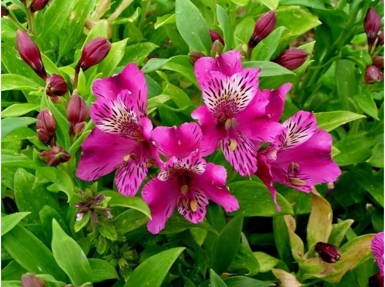Astromeria