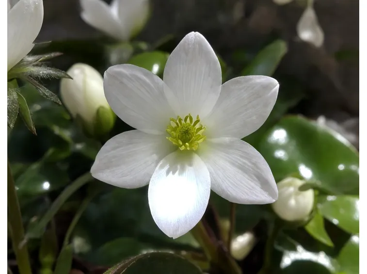 anemonella thalictroides
