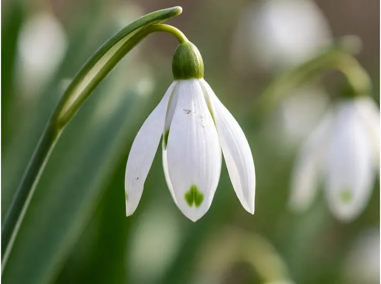 galanthus