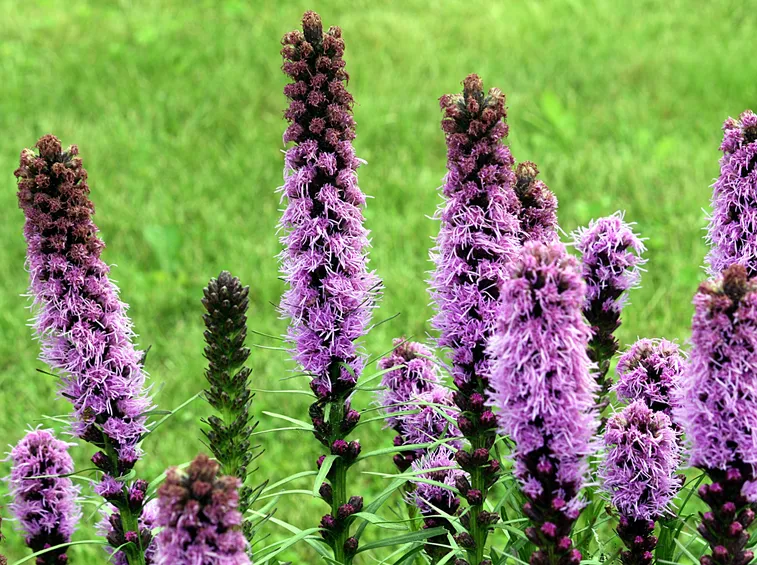 Liatris