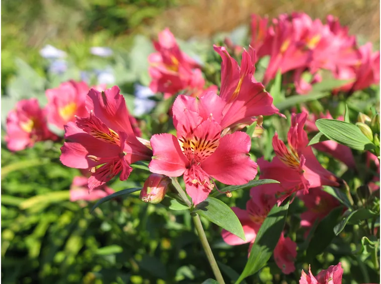 Alstroemeria