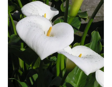 Calla  