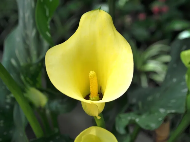 calla gialla