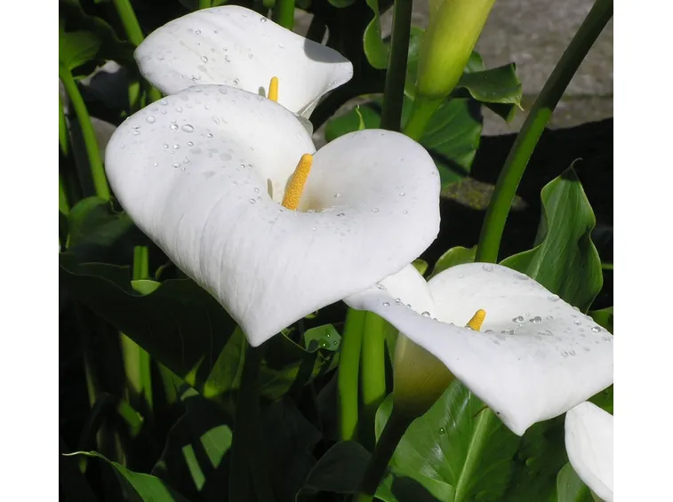 Calla  
