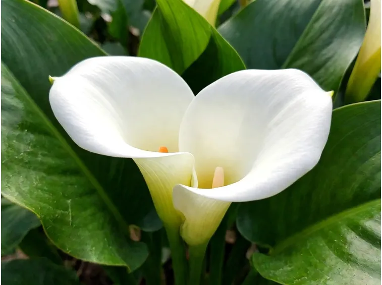 Calla  