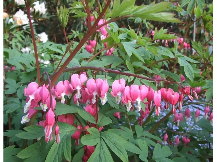 Dicentra