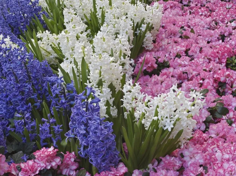Giacinto  