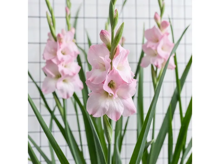 fiori di gladioli
