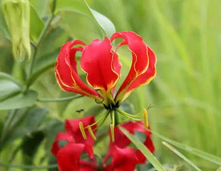 Gloriosa  