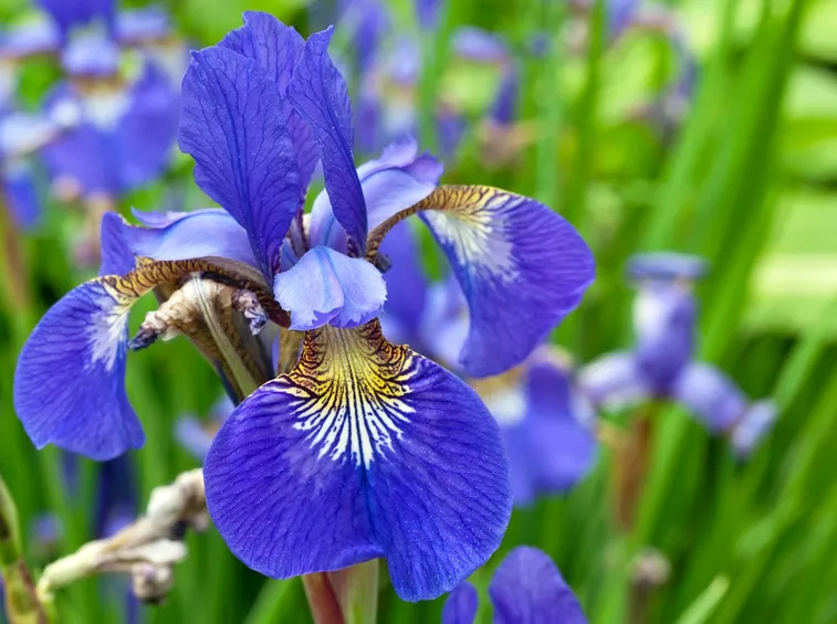 Iris  