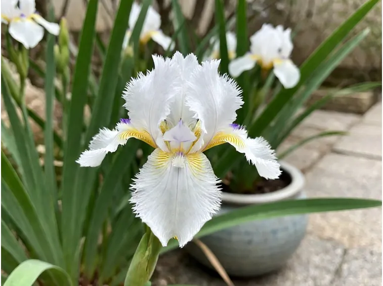 Iris  japonica