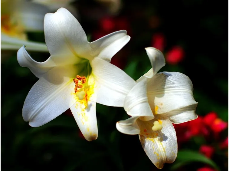 lilium