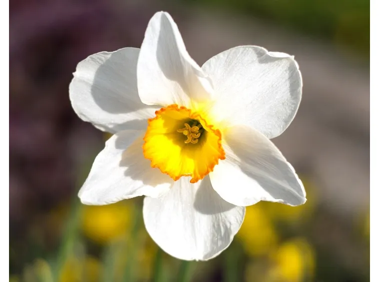 narcissus