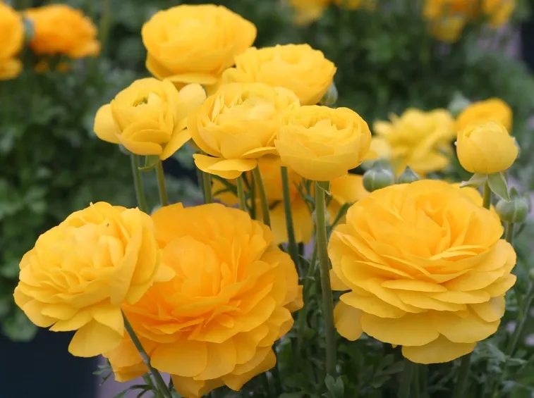 ranuncolo giallo