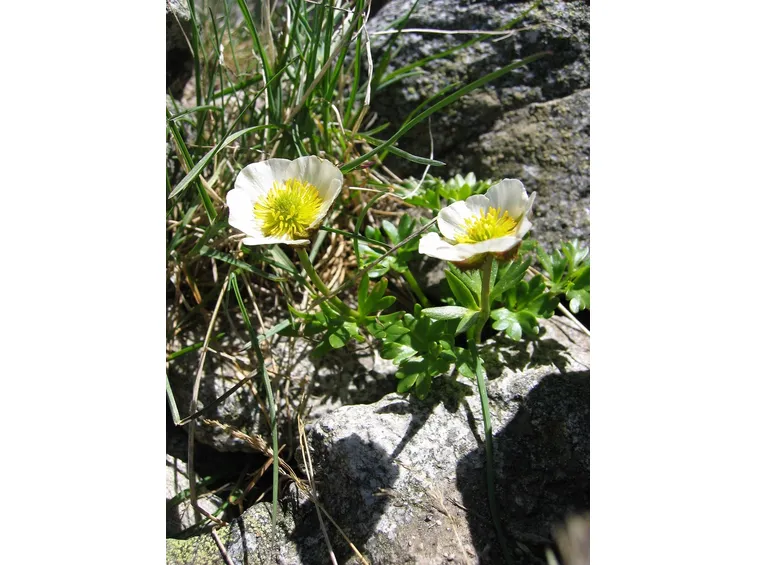 Ranunculus amplexicaulis