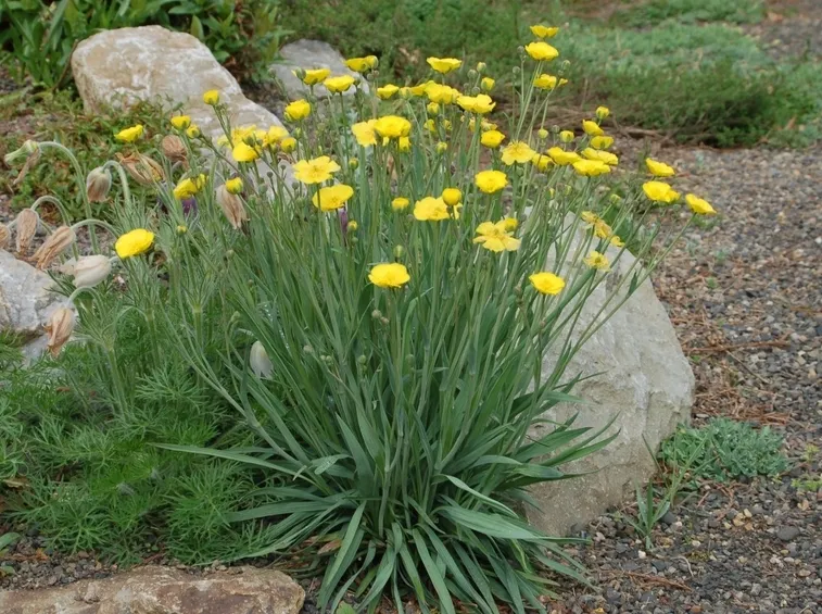 Ranunculus gramineus