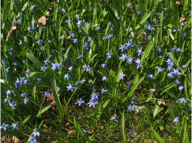 scilla sibirica