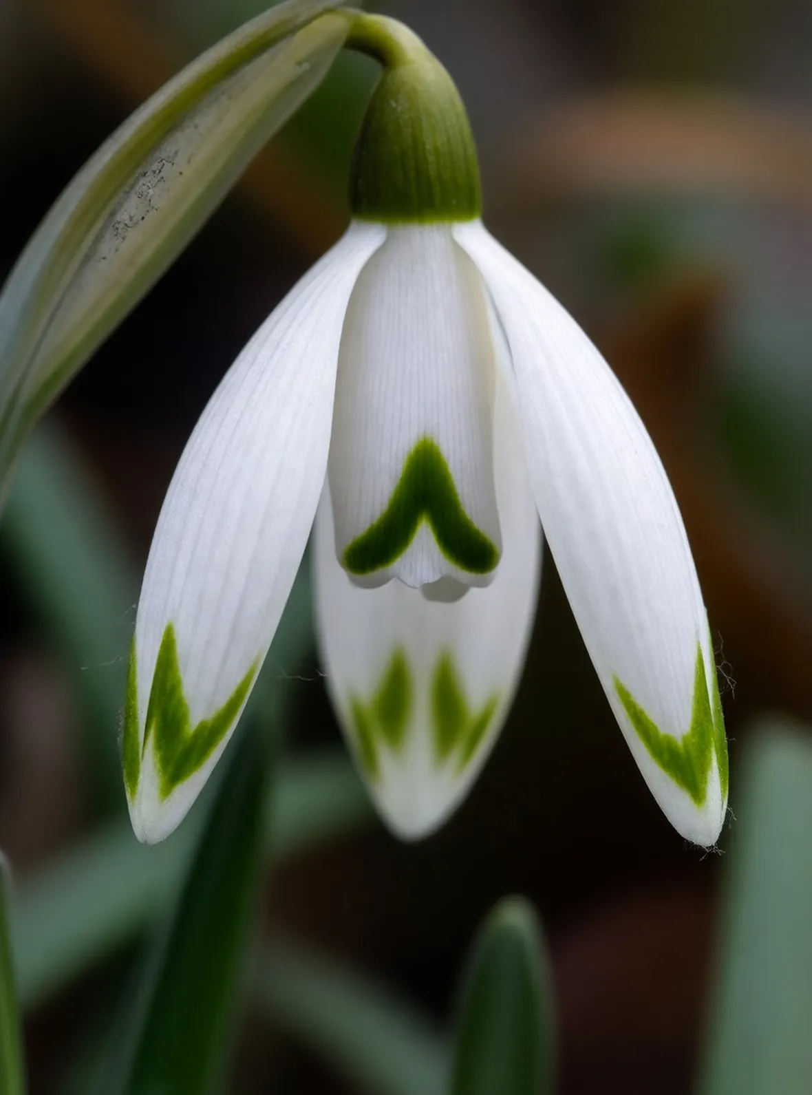 Bulbi fioritura primaverile