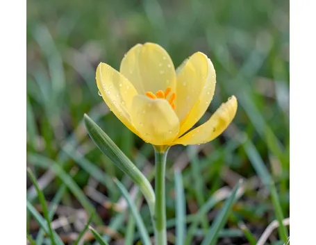 sternbergia lutea