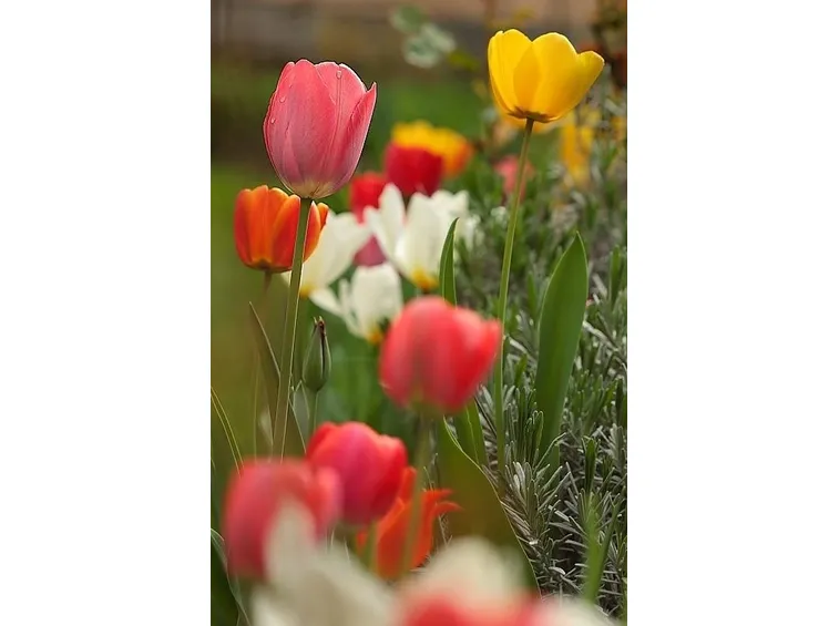 tulipani
