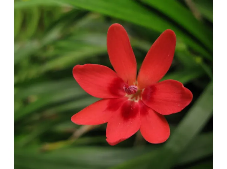 vallota speciosa