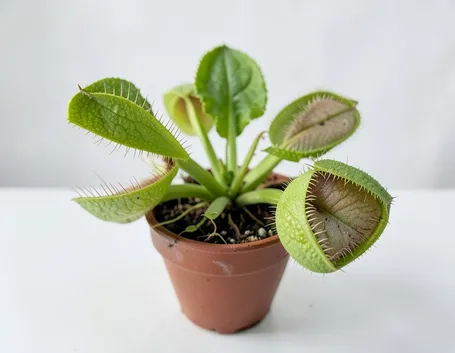 pianta carnivora
