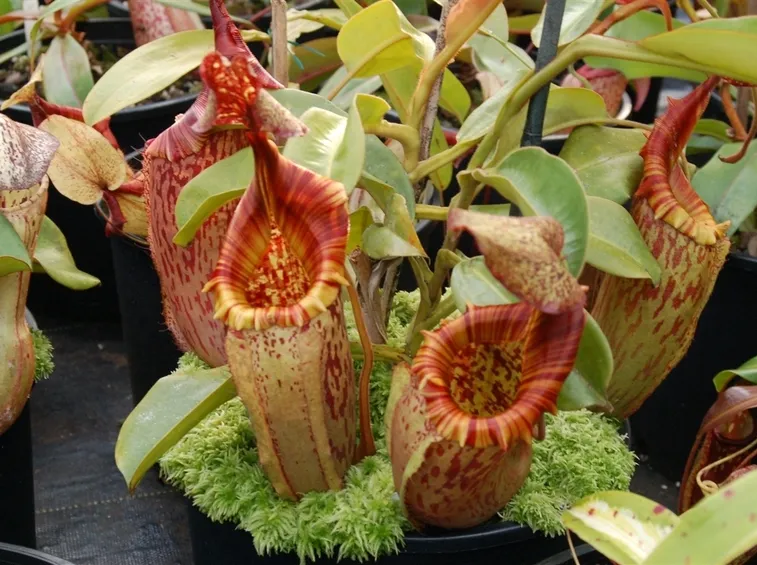 Nepenthes x tiveyi