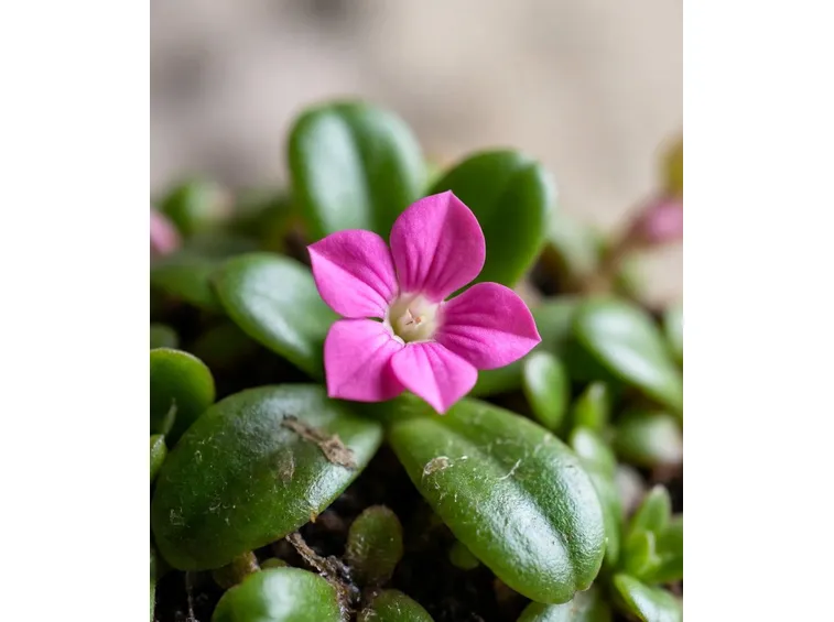 pinguicula