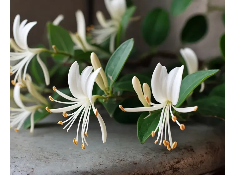 fiori di bach