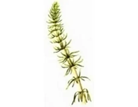 acetosa