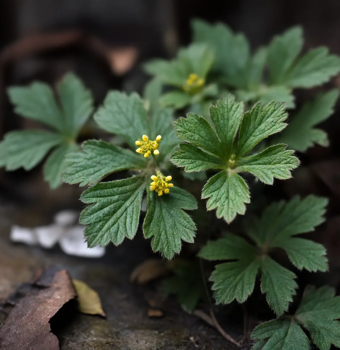 erba stella
