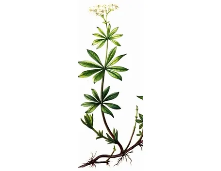 asperula