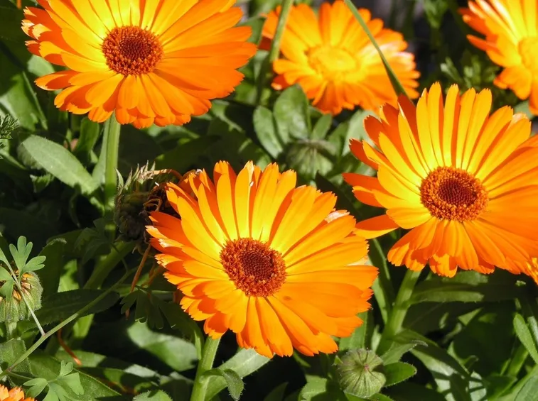 calendula