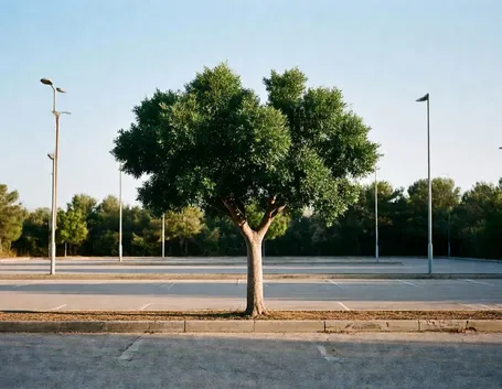 carrubo